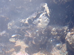 Parablennius tasmanianus