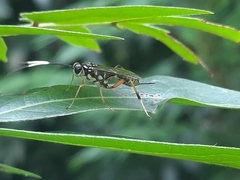 Ichneumonidae