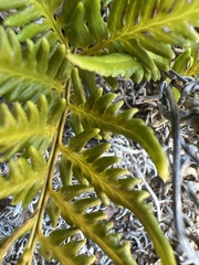 Pityrogramma austroamericana