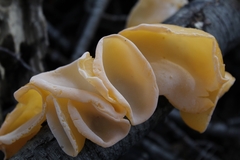 Aleurodiscus vitellinus