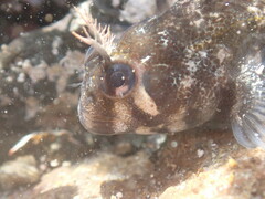 Parablennius tasmanianus