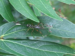 Ichneumonidae