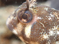 Parablennius tasmanianus