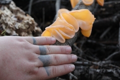 Aleurodiscus vitellinus