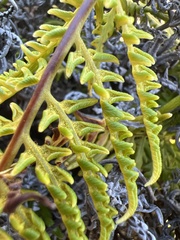 Pityrogramma austroamericana