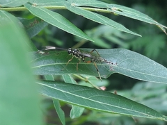 Ichneumonidae