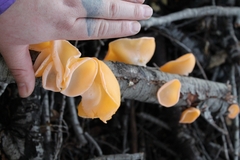 Aleurodiscus vitellinus