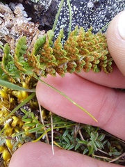 Dryopteris fragrans