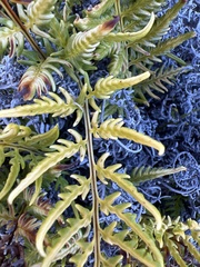 Pityrogramma austroamericana