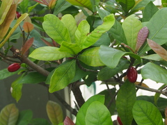 Synsepalum dulcificum