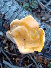 Aleurodiscus vitellinus