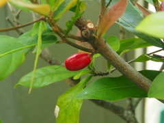 Synsepalum dulcificum