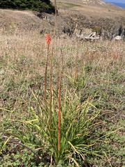 Watsonia meriana