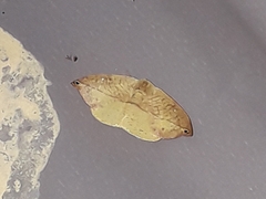 Epigynopteryx
