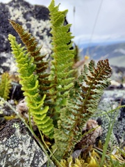 Dryopteris fragrans