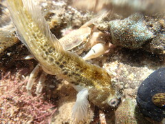 Paragrapsus quadridentatus