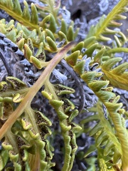 Pityrogramma austroamericana