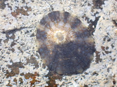 Cellana tramoserica