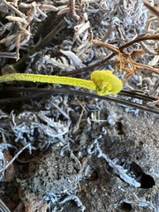 Pityrogramma austroamericana