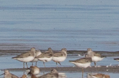Xenus cinereus