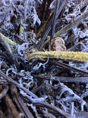 Pityrogramma austroamericana