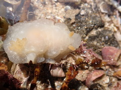 Doriopsilla carneola