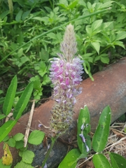Uraria crinita