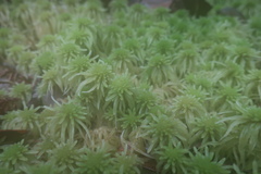 Sphagnum cuspidatulum