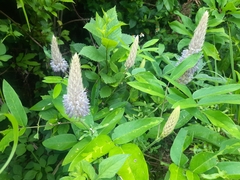 Uraria crinita