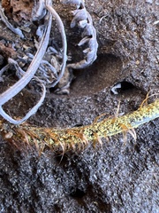 Pityrogramma austroamericana