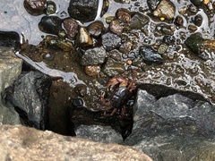 Geothelphusa dehaani