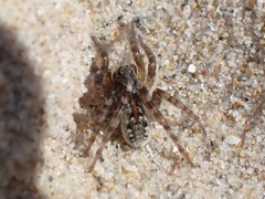 Tetralycosa