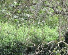 Melithreptus albogularis
