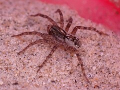 Tetralycosa