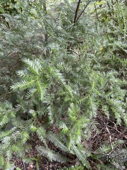 Prumnopitys ferruginea