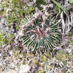 Echinofossulocactus