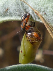 Lygaeus kalmii kalmii