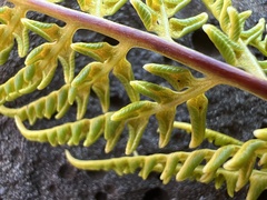 Pityrogramma austroamericana