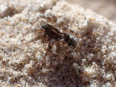 Tetralycosa