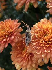 Coreidae