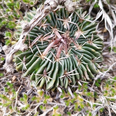 Echinofossulocactus