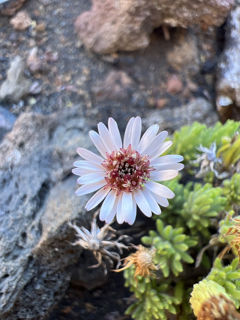 Alpine Tetramolopium in September 2022 by Susan Fawcett · iNaturalist