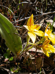 Caladenia flava