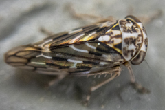 Idiocerus moniliferae
