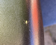 Macrosiphum euphorbiae