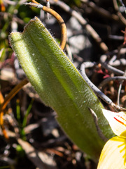 Caladenia flava