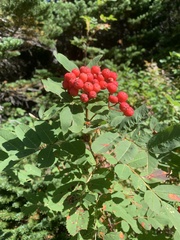 Sorbus sitchensis