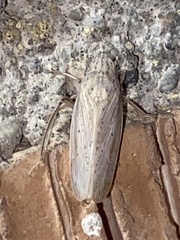 Prairiana