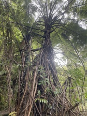 Cyathea medullaris