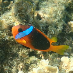 Amphiprion melanopus